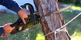 How Our Tree Care Process Works  in  Columbus, KS