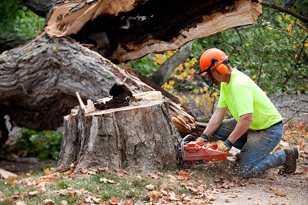 Tree and Shrub Care in Columbus, KS